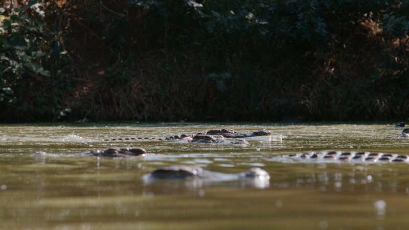 Krokodile sind sogenannte „Lauerjäger“. – Bild: TVNOW /​ Earth Touchabe und Beachtung 