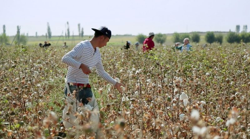 Usbekistan – ist der viertgrößte Baumwollexporteur. Der Verkauf bringt dem Land im Schnitt eine Milliarde Dollar pro Jahr ein. Bei der Ernte werden tausende Usbeken vom Staat zur Zwangsarbeit verpflichtet. – Bild: GEO Television