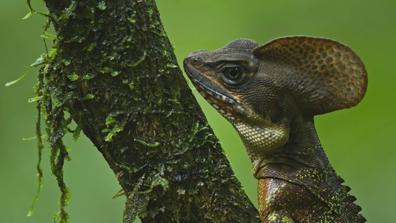 Colombia Wild Coast – Bild: TVNOW