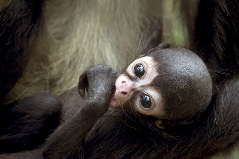 Rückkehr der Klammeraffen – Bild: M. J. Sanderson/​Ateles Films /​ Klammeraffen-Baby im Arm der Mutter