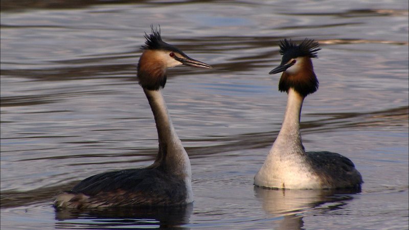 Haubentaucher auf der Alster. Seit sie in Hamburg wieder ausreichend Fisch finden, ziehen sie hier auch ihre Jungen groß. – Bild: Geo Television / © Thoralf Haubentaucher auf der Alster. Seit sie in Hamburg wieder ausreichend Fisch finden, ziehen sie hier auch ihre Jungen groß. – Bild: Geo Television / © Thoralf
