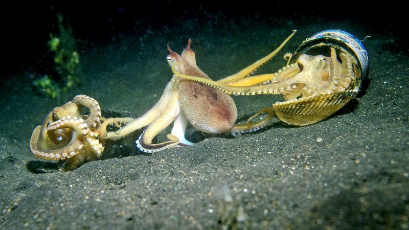 Bildunterschrift: Diese Oktopusse tragen ihre Schlacht mit Rückendeckung aus: Zwei der drei Rivalen haben Müll zu Schutzpanzern umfunktioniert. – Bild: N24 Doku