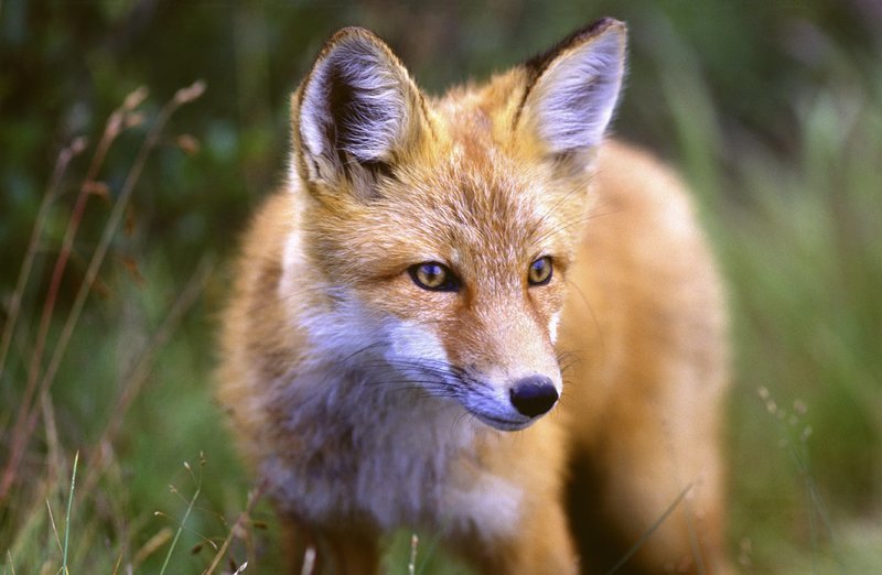 Ein Rotfuchs. – Bild: BR/​Steffen Sailer