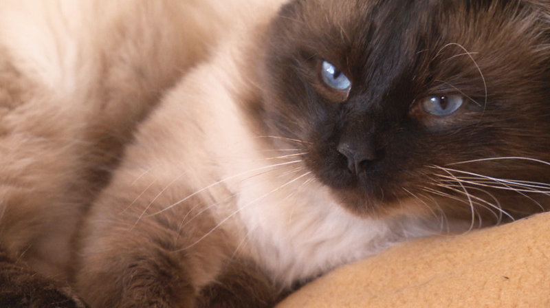 Das geheime Leben der Katzen – Bild: SWR/​Neue Artfilm