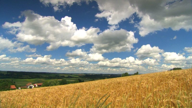 Das Kornfeld im Sommer. – Bild: BR/Nautilusfilm GmbH/ Das Kornfeld im Sommer. – Bild: BR/Nautilusfilm GmbH/