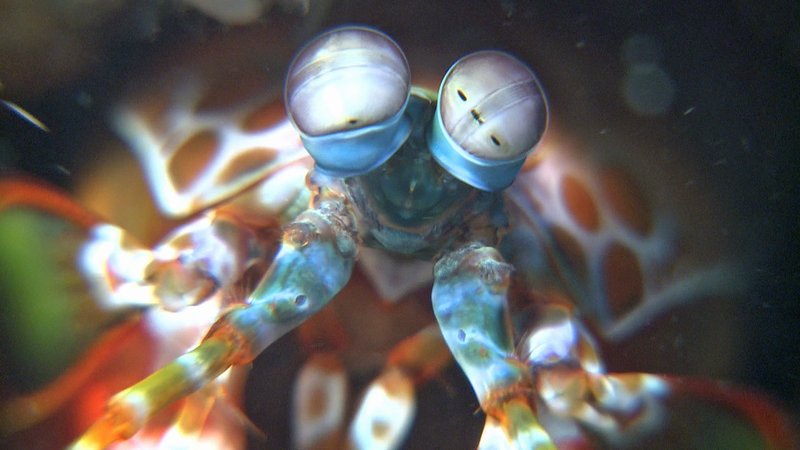 Der Fangschreckenkrebs kann etwa 100.000 Farbtöne unterscheiden. Darüber hinaus sind seine Augen drei geteilt. So kann er in viele verschiedene Richtungen gleichzeitig schauen. – Bild: WELT