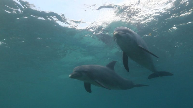 Han Solo - Der einsame Delfin – Bild: BR