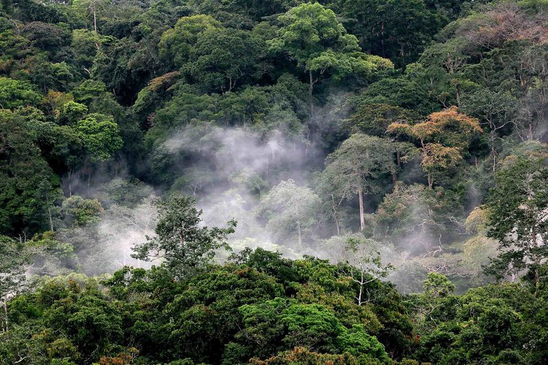 Das Geheimnis der Bäume – Bild: Servus TV