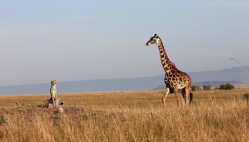 ARD/NDR GEPARDE – AFRIKAS ELEGANTE JÄGER, am Montag (21.04.14) um 17:45 Uhr im ERSTEN.
Umzug mit Gepard – Wenn das Versteck der Mutter zu unsicher geworden ist, bringt sie ihre Jungen in ein Neues. – Bild: NDR/Reinhard Radke ARD/NDR GEPARDE – AFRIKAS ELEGANTE JÄGER, am Montag (21.04.14) um 17:45 Uhr im ERSTEN.
Umzug mit Gepard – Wenn das Versteck der Mutter zu unsicher geworden ist, bringt sie ihre Jungen in ein Neues. – Bild: NDR/Reinhard Radke