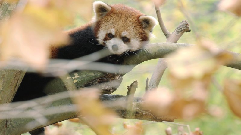 Roter Panda (kleiner Panda) – Bild: Terra Mater /​ Jacky Poon