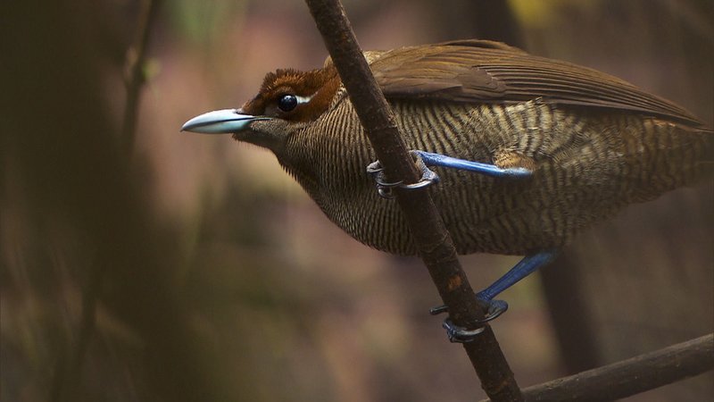 Ein weiblicher Sichelschwanzparadiesvogel. – Bild: BR Ein weiblicher Sichelschwanzparadiesvogel. – Bild: BR