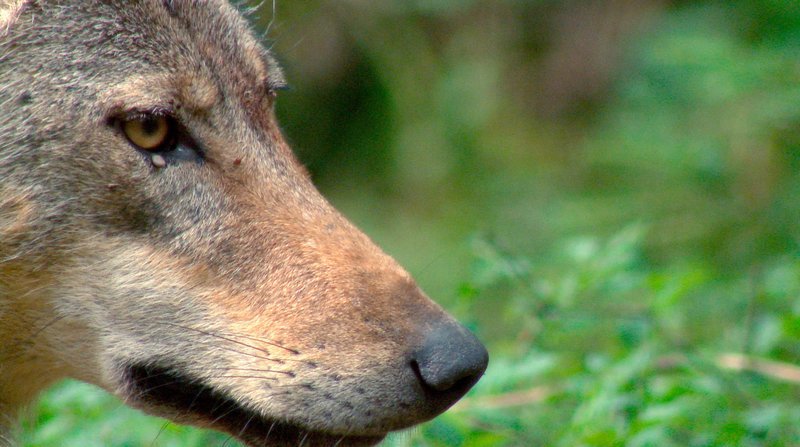 Ein heranwachsender Wolf hat seine Geschwister im Blick. – Bild: ORF Ein heranwachsender Wolf hat seine Geschwister im Blick. – Bild: ORF