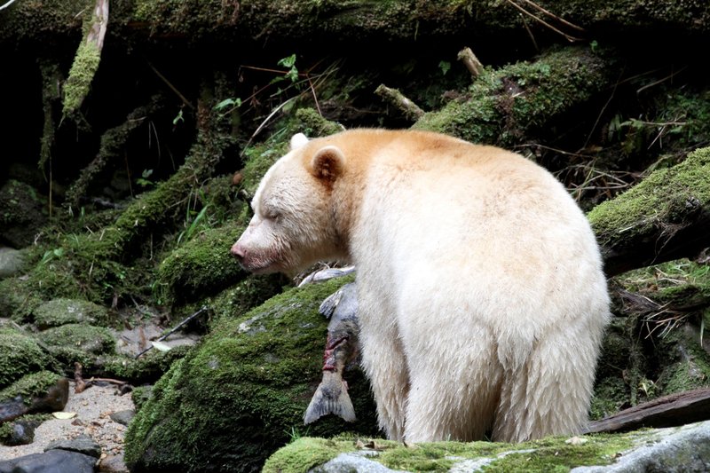 Im Regenwald der Geisterbären – Bild: HR/​BR/​Angelika Sigl