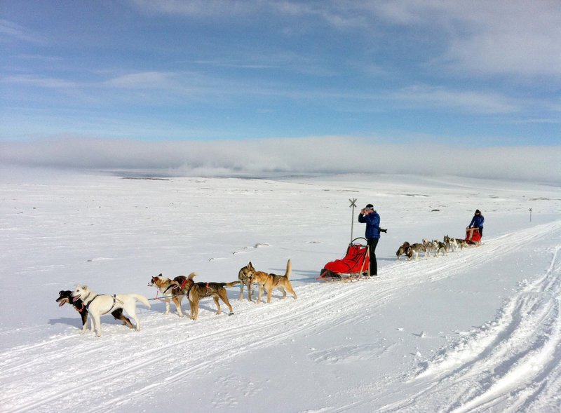 Von Kilpisjärvi in der Nähe von Kittliä, geht es mit dem Hundeschlitten über den sogenannten Arctic Trail bis an das Dreiländereck Schweden, Finnland und Norwegen. – Bild: ORF Von Kilpisjärvi in der Nähe von Kittliä, geht es mit dem Hundeschlitten über den sogenannten Arctic Trail bis an das Dreiländereck Schweden, Finnland und Norwegen. – Bild: ORF
