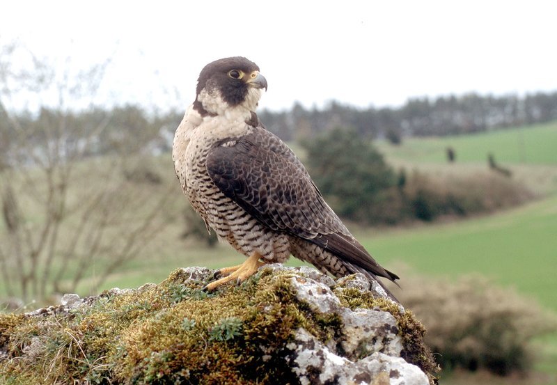 NDR Fernsehen DIE SCHWÄBISCHE ALB – IM AUGE DES FALKEN, am Montag (19.03.12) um 11:30 Uhr. Der elegante Wanderfalke ist das Charaktertier der Schwäbischen Alb. – Bild: NDR/Rolf Sziringer & Klaus Weißm NDR Fernsehen DIE SCHWÄBISCHE ALB – IM AUGE DES FALKEN, am Montag (19.03.12) um 11:30 Uhr. Der elegante Wanderfalke ist das Charaktertier der Schwäbischen Alb. – Bild: NDR/Rolf Sziringer & Klaus Weißm