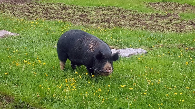 Freilandschweine sind viel fetter als ihre Kollegen aus konventioneller Mast. – Bild: SWR Freilandschweine sind viel fetter als ihre Kollegen aus konventioneller Mast. – Bild: SWR