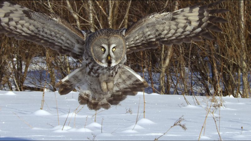 Der Bartkauz ist ein exzellenter Jäger – im Winter hört er Mäuse sogar unter dem Schnee. – Bild: Geo Television / © Docligh Der Bartkauz ist ein exzellenter Jäger – im Winter hört er Mäuse sogar unter dem Schnee. – Bild: Geo Television / © Docligh