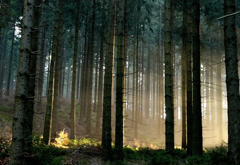 Junge Wildkatzen haben noch ein deutlich gezeichnetes Fell. Wenn sie größer werden, verwischt die Zeichnung und macht die Tiere im Wald so gut wie unsichtbar. – Bild: HR/​NDR/​NDR Naturfilm/​Klaus Scheurich