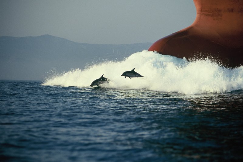 The Last Giants – Bild: PROGRESS Film-Verleih/​ Foto Herwarth Voigtmann