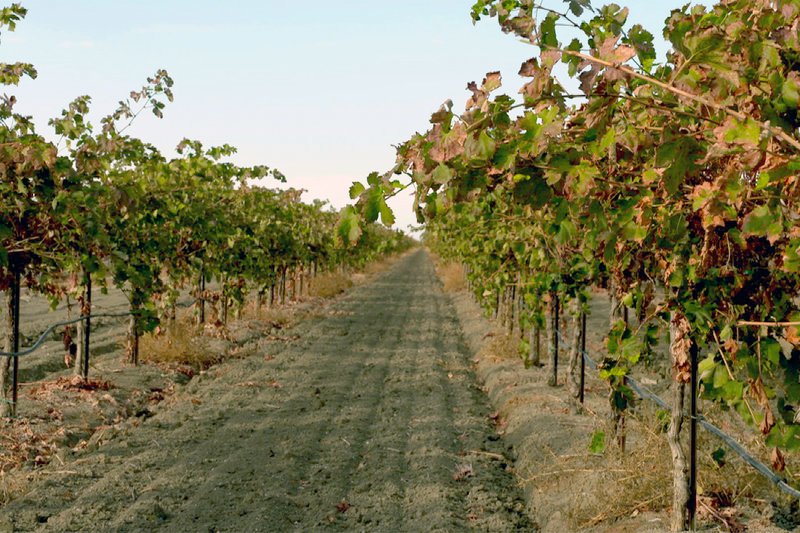 Vertrocknete Weinreben im Central Valley in Kalifornien. Seit einigen Jahren herrscht in der Gegend die schlimmste Dürre seit Jahrhunderten.Zur ARTE-Sendung Mit Hightech und Hacke gegen die Dürre 3: Vertrocknete Weinreben im Central Valley in Kalifornien. Seit einigen Jahren herrscht in der Gegend die schlimmste Dürre seit Jahrhunderten. © Eberhard Rühle Foto: NDR Honorarfreie Verwendung nur im Zusammenhang mit genannter Sendung und bei folgender Nennung „Bild: Sendeanstalt/​Copyright“. Andere Verwendungen nur nach vorheriger Absprache: ARTE-Bildredaktion, Silke Wölk Tel.: +33 3 881 422 25, E-Mail: bildredaktion@arte.tv – Bild: NDR /​ © Eberhard Rühle