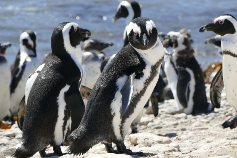 Anna Und Die Wilden Tiere Spinnen