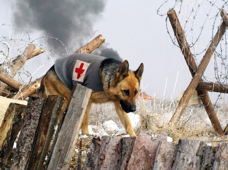 Rin Tin Tin – Bild: ARD Degeto