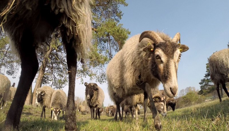 Im Einsatz für den Naturschutz: Gotlandschafe gehören zu den alten Haustierrassen und werden zur Pflege der Heideflächen am Ostufer der Müritz eingesetzt. – Bild: NDR/NDR Naturfilm Im Einsatz für den Naturschutz: Gotlandschafe gehören zu den alten Haustierrassen und werden zur Pflege der Heideflächen am Ostufer der Müritz eingesetzt. – Bild: NDR/NDR Naturfilm