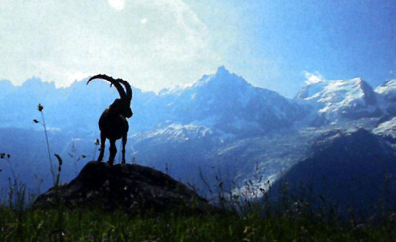 Frankreich - Wild und schön – Bild: ZDF und ORF/​ARTE France