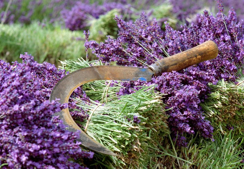 Der Duft der Provence – Bild: NDR/​NDR/​naturfilm/​Rolf Sziringer/​Klaus Weißmann