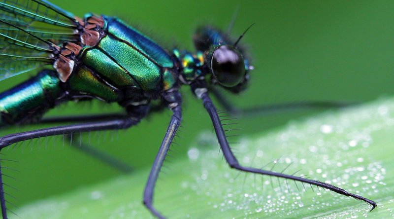 Libelle. – Bild: ORF Libelle. – Bild: ORF