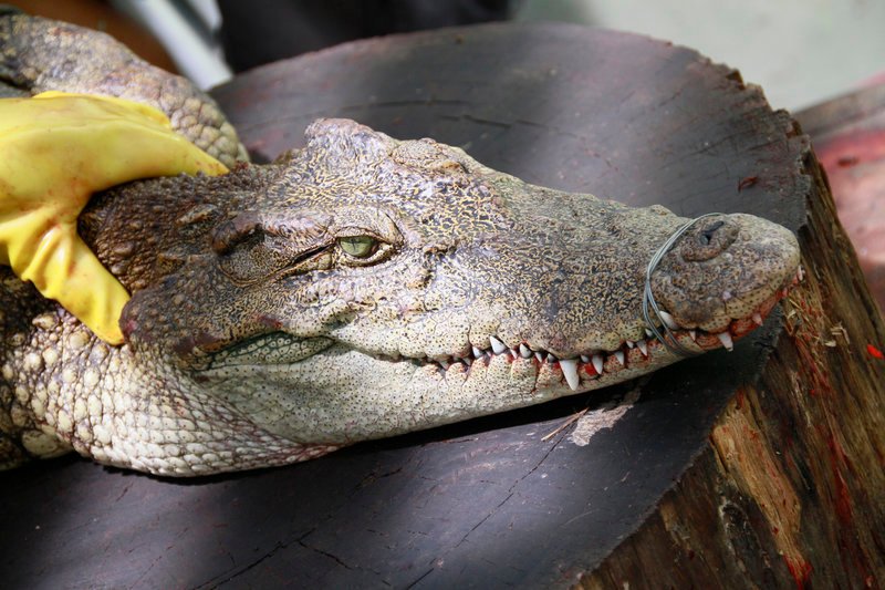 Krokodil-Lady Mao, ein Prachtexemplar von acht Metern, lebt glücklich auf einer Alligatorenfarm. Doch dann landet das Tier auf der Speisekarte des verbrecherischen Geschäftsmanns Zhao. – Bild: Tele 5