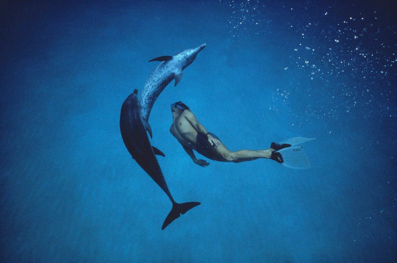 Heilbehandlung mit Delfinen – Bild: ARTE F /​ © First Hand Films