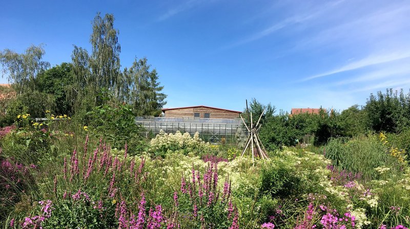 Im Juni steht ein Naturgarten in seiner vollsten Pracht. – Bild: NDR/​LOUPEFILM