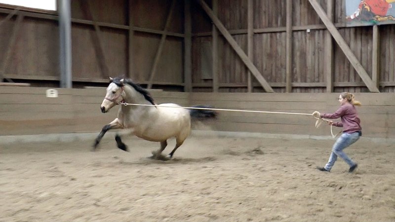 Die Pferdeprofis Kritik