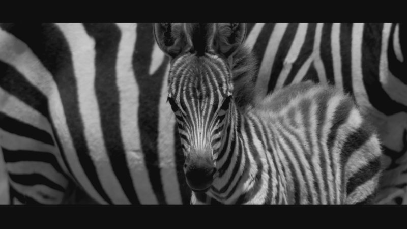 Punda - Das Zebra – Bild: Planet