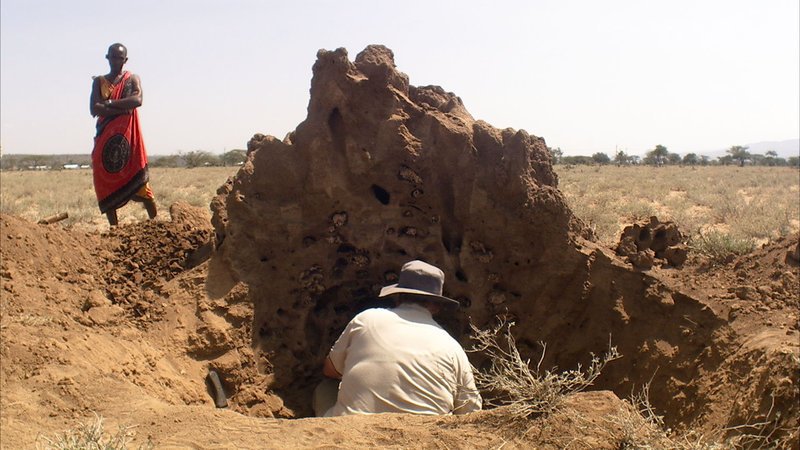Termitenburgen. – Bild: ORF Termitenburgen. – Bild: ORF