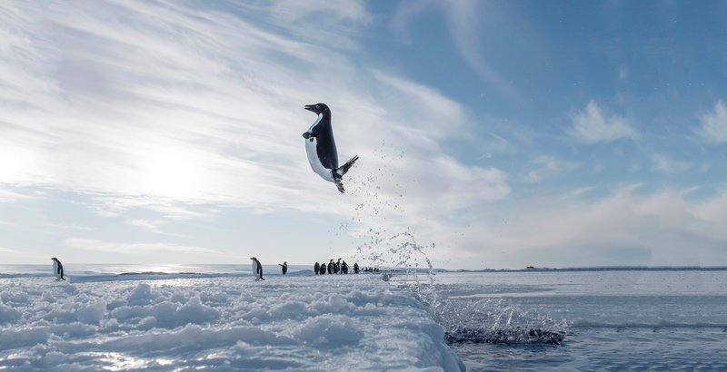 Kaiserpinguin Adélie erhebt sich mit einem beeindruckenden Sprung aus dem eisigen Wasser. – Bild: Vincent Munier