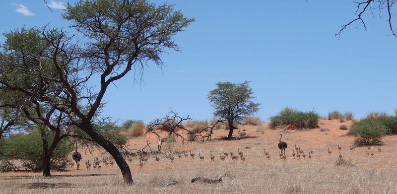 Der größte Vogel der Welt kann zwar nicht fliegen, aber dafür ist er einer der schnellsten Läufer des Tierreichs. Die Wüsten von Namibia sind der Schauplatz für einen ganz besonderen Wettlauf: zwei Straußenpaare müssen den richtigen Zeitpunkt für Nachwuchs wählen, denn überleben werden nur jene Jungen, die knapp vor Beginn der Regenzeit zur Welt kommen und so ausreichend Futter und Wasser vorfinden. Das Drama nimmt seinen Lauf … – Bild: Servus TV Der größte Vogel der Welt kann zwar nicht fliegen, aber dafür ist er einer der schnellsten Läufer des Tierreichs. Die Wüsten von Namibia sind der Schauplatz für einen ganz besonderen Wettlauf: zwei Straußenpaare müssen den richtigen Zeitpunkt für Nachwuchs wählen, denn überleben werden nur jene Jungen, die knapp vor Beginn der Regenzeit zur Welt kommen und so ausreichend Futter und Wasser vorfinden. Das Drama nimmt seinen Lauf … – Bild: Servus TV