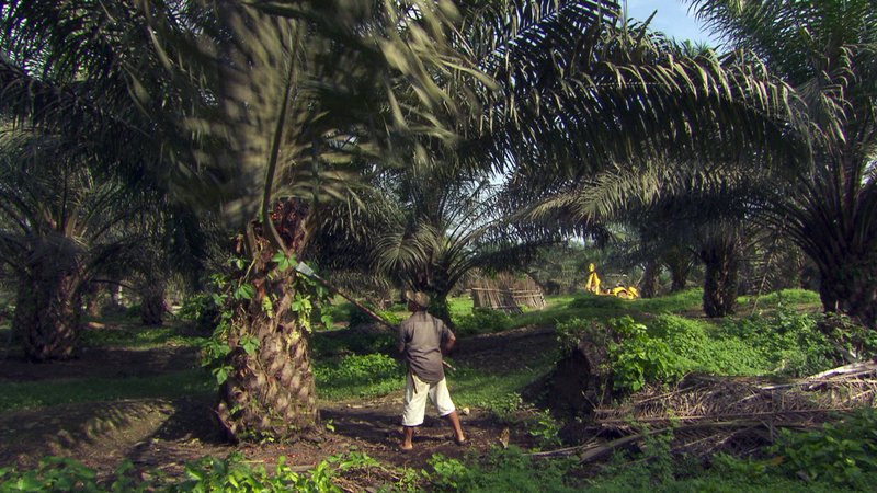 Gober - Ein Orang-Utan Schicksal – Bild: BR