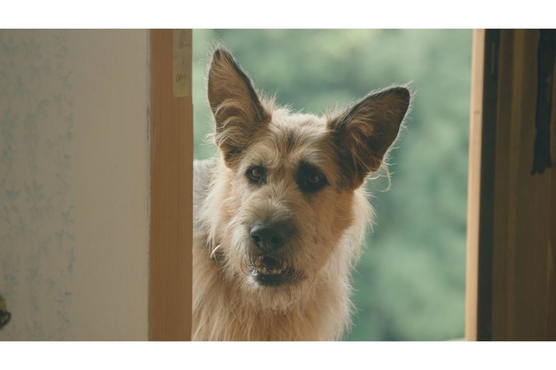 Racko Ein Hund für alle Fälle S01E03 Das Angebot fernsehserien.de