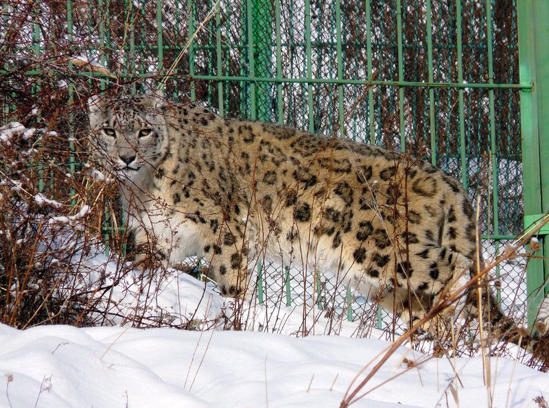 Die Retter der Schneeleoparden – Bild: HR/​Rolf Bickel