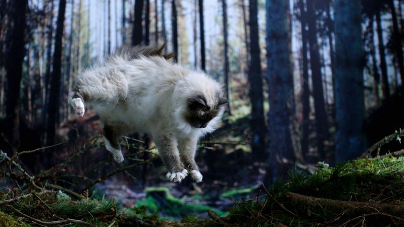 Katzen hautnah – Bild: Geo Television