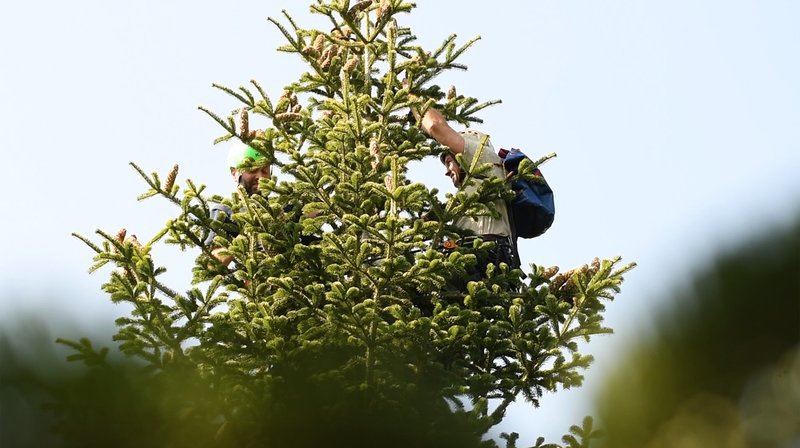 Die georgischen Pflücker ernten die Zapfen in 20 bis 40 Meter Höhe. Ein gefährlicher Job. Weitere Fotos auf Anfrage. – Bild: NDR Die georgischen Pflücker ernten die Zapfen in 20 bis 40 Meter Höhe. Ein gefährlicher Job. Weitere Fotos auf Anfrage. – Bild: NDR