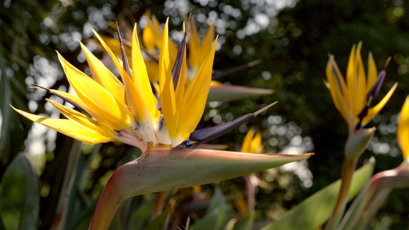 „Exotische Gärten am Kap“, „Mit dem Biogärtner in Südafrika.“ ORF-Gartenspezialist Karl Ploberger nimmt die Zuseher mit auf eine einzigartige Reise in die Kapprovinz in Südafrika. Das Land ist vor allem wegen der einzigartigen Vegetation interessant.Ploberger besucht den berühmten Botanischen Garten Kirstenbosch, zwei Weingüter, ein Sozialprojekt, eine Gemüse- und Obstplantage und das historische Garten-Denkmal Old Nectar. Ein abwechslungsreicher Streifzug durch die Südafrikanische Flora!Auf der einen Seite der Atlantische Ozean, auf der anderen Seite der Indische – ein Land, umspült von zwei Weltmeeren. Aber nicht nur deswegen ist Südafrika für Gartenfreunde so interessant, sondern vor allem wegen der einzigartigen Pflanzenwelt. Karl Ploberger nimmt seine Zuseher mit auf eine abwechslungsreiche Reise in die Kapprovinz in Südafrika.Im südlichsten Land Afrikas findet Ploberger nicht nur die wild wachsende Pelargonie, die bei uns als Balkonblume sehr beliebt ist, sondern auch die Protea, auch bekannt als Kaprose, die Nationalblume Südafrikas! Fynbos ist der wissenschaftliche Überbegriff für das vorherrschende Ökosystem, in dem neben den Proteen vor allem Erika und Seilgrasgewächse gedeihen. Viele dieser Pflanzen sind endemisch, sie wachsen also nur in diesem Teil der Erde!Die Gartenreise beginnt im berühmten Botanischen Garten Kirstenbosch mit einer der größten Sammlungen hier heimischer Arten. Eine der Pflanzen hat sogar einen Bezug zu Österreich – sie heißt Weltwitschie und wurde nach ihrem Entdecker, einem Kärtner Botaniker, benannt.Am Wein kommt man in Südafrika nicht vorbei! Einige der Weingüter haben auch herrliche, üppig blühende Gärten, Ploberger stattet den Weingütern Vergelegen und Rustenberg einen Besuch ab. The Old Nectar wird ein Garten genannt, der die Auszeichnung Nationales Historisches Denkmal trägt. Im Sozialprojekt Edith Stephens Park werden auch Bildungsprogramme für die ärmere Bevölkerungsschicht angeboten. In den Babylonstoren, einem wahren Paradies mit Obst, Gemüse und Kräutern, die hier streng biologisch gezogen werden, endet Plobergers Gartenreise.Und ein bisschen Sightseeing darf natürlich auch nicht fehlen, Kapstadt und das Kap der Guten Hoffnung sind Pflicht auf jeder Südafrika-Reise.Eine Dokumentation von Marion Baumgartner SENDUNG: ORF2 – SO – 20.08.2017–17:05 UHR. – Veroeffentlichung fuer Pressezwecke honorarfrei ausschliesslich im Zusammenhang mit oben genannter Sendung oder Veranstaltung des ORF bei Urhebernennung. Foto: ORF/Prime Concept/Marion Baumgartner. Anderweitige Verwendung honorarpflichtig und nur nach schriftlicher Genehmigung der ORF-Fotoredaktion. Copyright: ORF, Wuerzburggasse 30, A-1136 Wien, Tel. +43-(0)1–87878–13606 – Bild: 3sat „Exotische Gärten am Kap“, „Mit dem Biogärtner in Südafrika.“ ORF-Gartenspezialist Karl Ploberger nimmt die Zuseher mit auf eine einzigartige Reise in die Kapprovinz in Südafrika. Das Land ist vor allem wegen der einzigartigen Vegetation interessant.Ploberger besucht den berühmten Botanischen Garten Kirstenbosch, zwei Weingüter, ein Sozialprojekt, eine Gemüse- und Obstplantage und das historische Garten-Denkmal Old Nectar. Ein abwechslungsreicher Streifzug durch die Südafrikanische Flora!Auf der einen Seite der Atlantische Ozean, auf der anderen Seite der Indische – ein Land, umspült von zwei Weltmeeren. Aber nicht nur deswegen ist Südafrika für Gartenfreunde so interessant, sondern vor allem wegen der einzigartigen Pflanzenwelt. Karl Ploberger nimmt seine Zuseher mit auf eine abwechslungsreiche Reise in die Kapprovinz in Südafrika.Im südlichsten Land Afrikas findet Ploberger nicht nur die wild wachsende Pelargonie, die bei uns als Balkonblume sehr beliebt ist, sondern auch die Protea, auch bekannt als Kaprose, die Nationalblume Südafrikas! Fynbos ist der wissenschaftliche Überbegriff für das vorherrschende Ökosystem, in dem neben den Proteen vor allem Erika und Seilgrasgewächse gedeihen. Viele dieser Pflanzen sind endemisch, sie wachsen also nur in diesem Teil der Erde!Die Gartenreise beginnt im berühmten Botanischen Garten Kirstenbosch mit einer der größten Sammlungen hier heimischer Arten. Eine der Pflanzen hat sogar einen Bezug zu Österreich – sie heißt Weltwitschie und wurde nach ihrem Entdecker, einem Kärtner Botaniker, benannt.Am Wein kommt man in Südafrika nicht vorbei! Einige der Weingüter haben auch herrliche, üppig blühende Gärten, Ploberger stattet den Weingütern Vergelegen und Rustenberg einen Besuch ab. The Old Nectar wird ein Garten genannt, der die Auszeichnung Nationales Historisches Denkmal trägt. Im Sozialprojekt Edith Stephens Park werden auch Bildungsprogramme für die ärmere Bevölkerungsschicht angeboten. In den Babylonstoren, einem wahren Paradies mit Obst, Gemüse und Kräutern, die hier streng biologisch gezogen werden, endet Plobergers Gartenreise.Und ein bisschen Sightseeing darf natürlich auch nicht fehlen, Kapstadt und das Kap der Guten Hoffnung sind Pflicht auf jeder Südafrika-Reise.Eine Dokumentation von Marion Baumgartner SENDUNG: ORF2 – SO – 20.08.2017–17:05 UHR. – Veroeffentlichung fuer Pressezwecke honorarfrei ausschliesslich im Zusammenhang mit oben genannter Sendung oder Veranstaltung des ORF bei Urhebernennung. Foto: ORF/Prime Concept/Marion Baumgartner. Anderweitige Verwendung honorarpflichtig und nur nach schriftlicher Genehmigung der ORF-Fotoredaktion. Copyright: ORF, Wuerzburggasse 30, A-1136 Wien, Tel. +43-(0)1–87878–13606 – Bild: 3sat