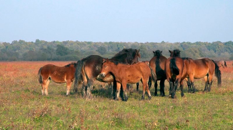 Der Naturpark Lonjsko Polje in Kroatien ist ein 50.000 Hektar großes Auengebiet in der Posavina-Region zwischen dem Fluss Save und dem Gebirge Moslavačka gora. Posaviner Pferde. – Bild: WDR/​Teschefilm