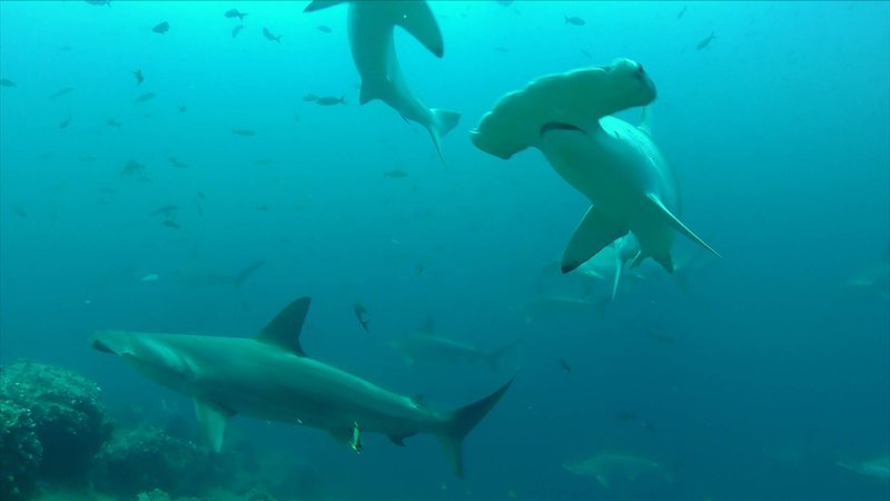 Das Symbol von Cocos Island: Hammerhaie am Tauchplatz Roca Sucia. – Bild: GEO Television /​ MedienKon