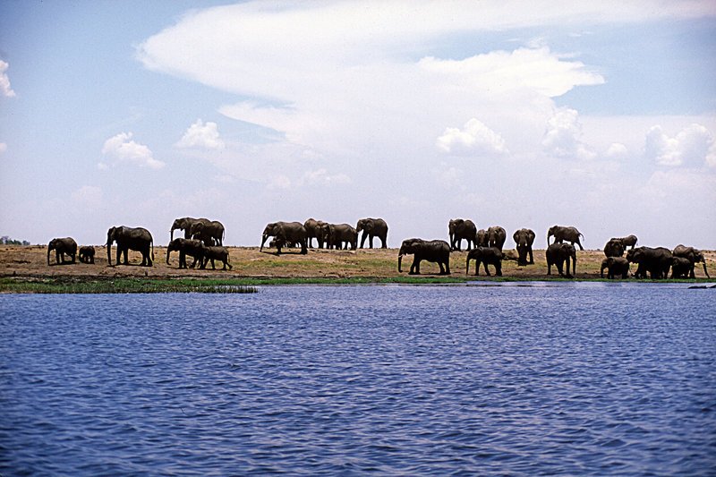 Elefanten Herde. – Bild: ORF
