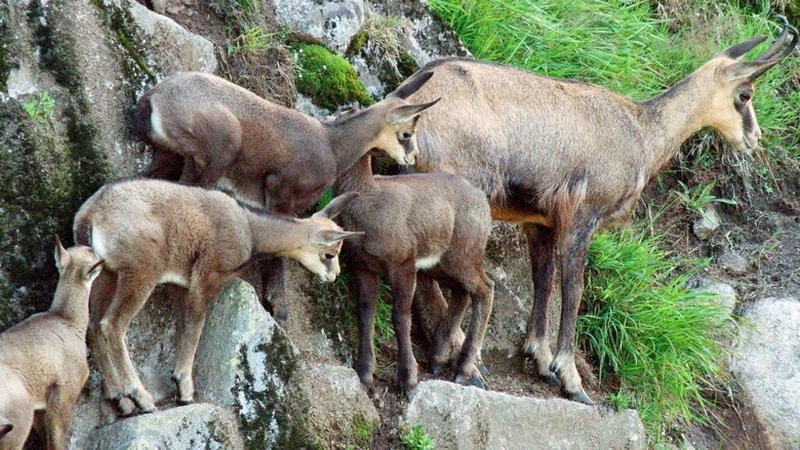 Wildes Elsass – Bild: SWR/​Tobias Mennle Filmproduktion