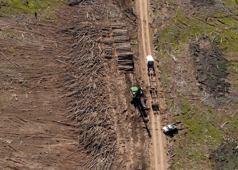 Kanada ist der weltweit größte Holzexporteur und macht auch vor den letzten Wäldern des Hochplateaus der Chilcotin nicht halt. – Bild: MedienKontor/​Felix Thiemer /​ © MedienKontor/​Felix Thiemer
