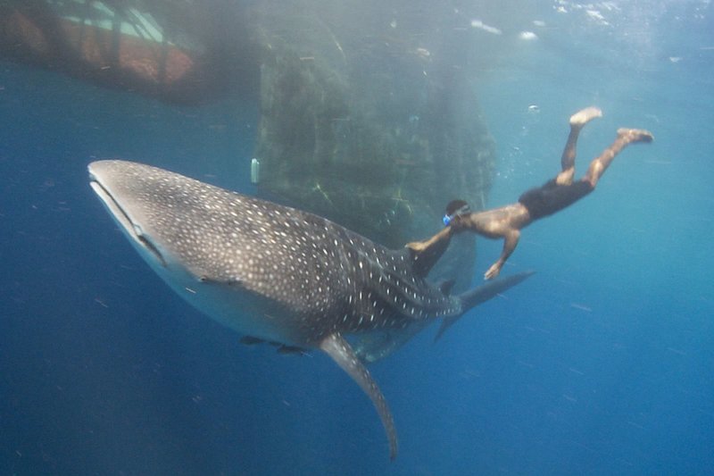 Die Schätze der Papua – Bild: HR/​BR